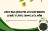 Cách bảo quản trà móc câu không bị mất hương trong mùa nồm