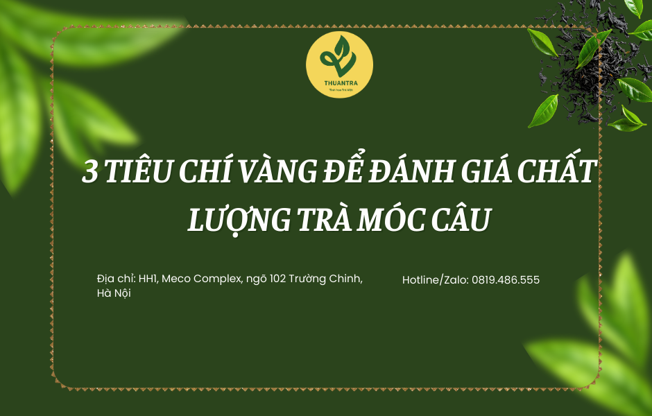 3 tiêu chí vàng để đánh giá chất lượng trà móc câu