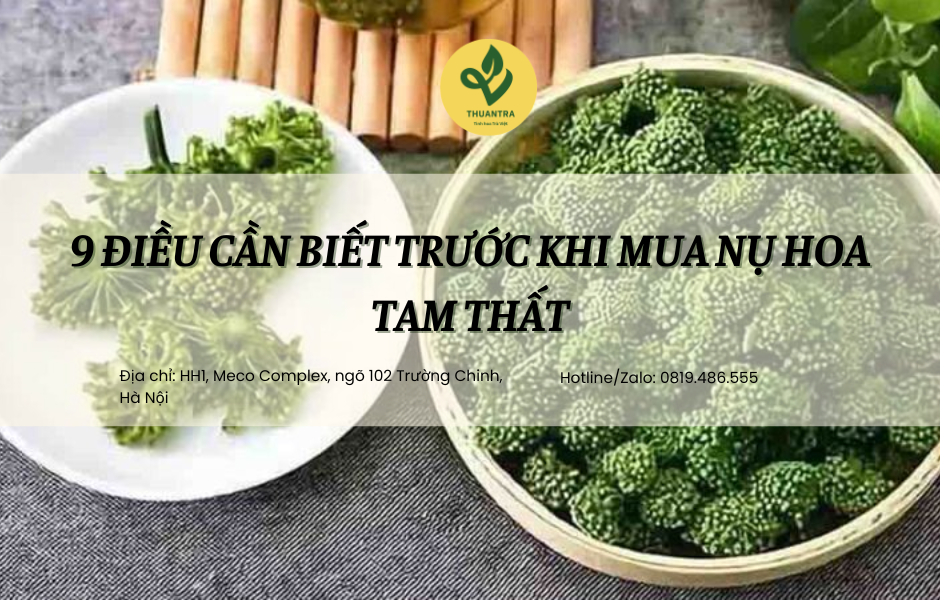 9 điều cần biết trước khi mua nụ hoa tam thất