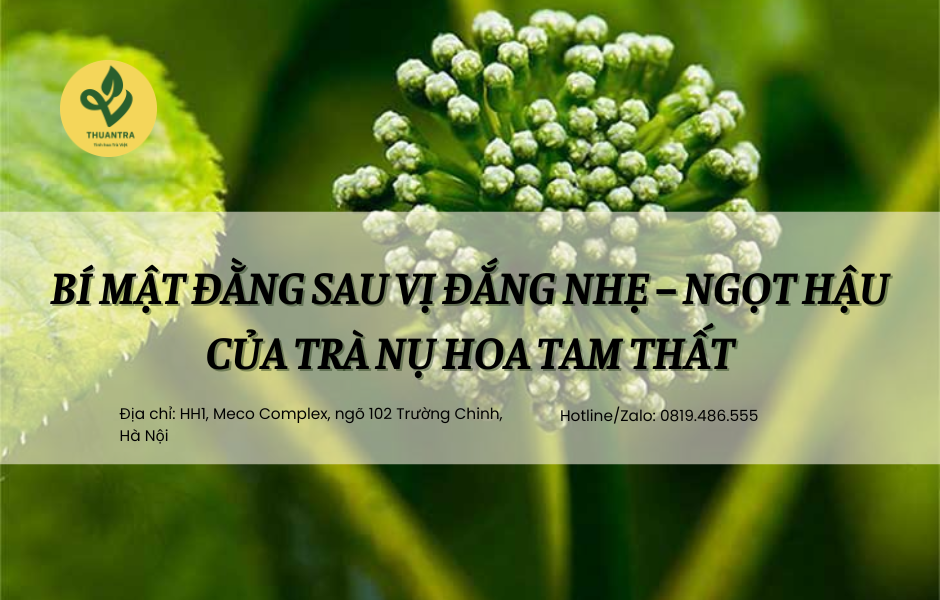 Bí mật đằng sau vị đắng nhẹ – ngọt hậu của trà nụ hoa tam thất