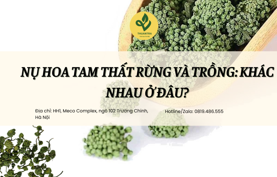 Nụ hoa tam thất rừng và trồng: Khác nhau ở đâu?