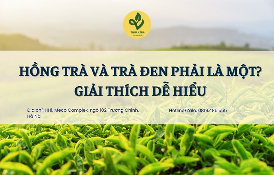 Hồng trà và trà đen phải là một? Giải thích dễ hiểu