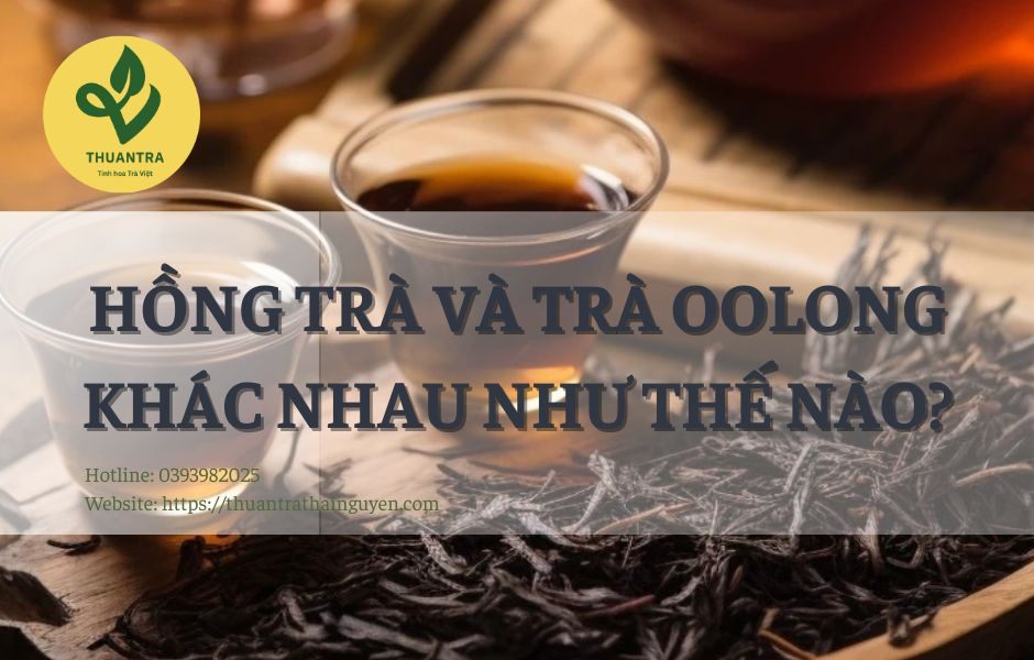 Hồng Trà Và Trà Oolong Khác Nhau Như Thế Nào?