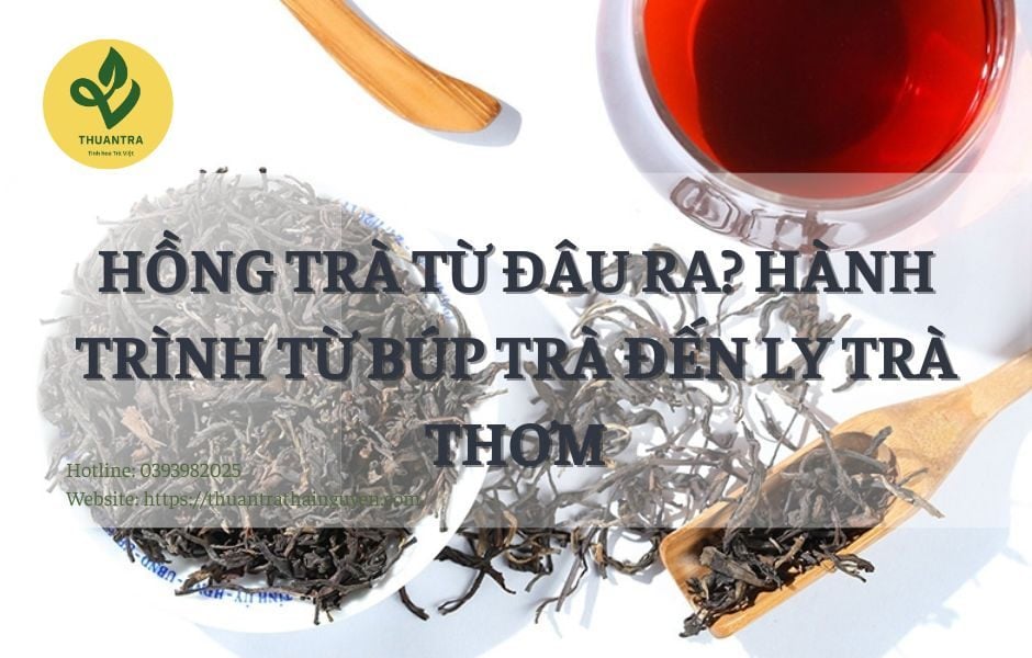 Hồng trà từ đâu ra? Hành trình từ búp trà đến ly trà thơm