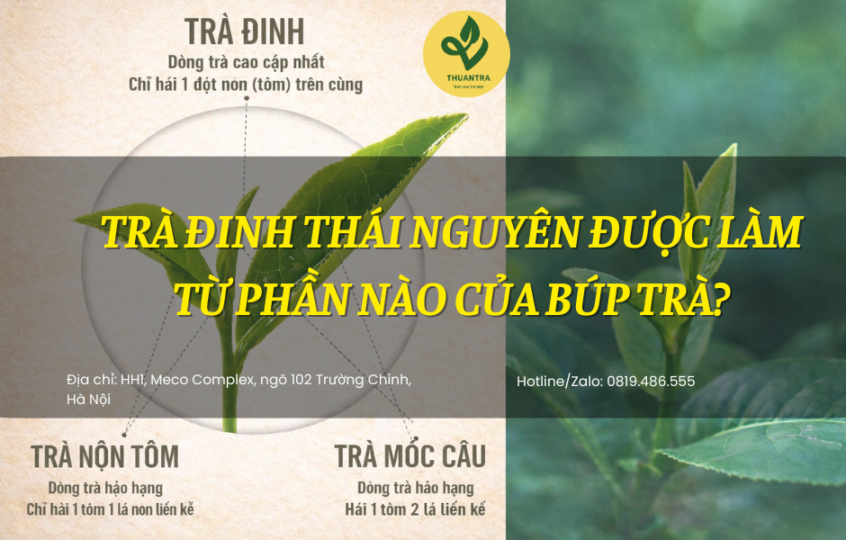 Trà Đinh Thái Nguyên Được Làm Từ Phần Nào Của Búp Trà?
