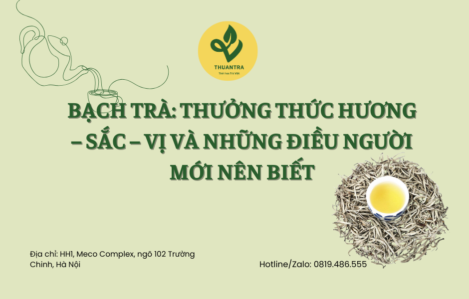 Bạch Trà: Thưởng Thức Hương – Sắc – Vị Và Những Điều Người Mới Nên Biết