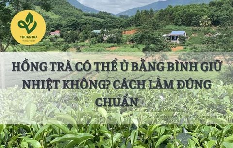 Hồng Trà Có Thể Ủ Bằng Bình Giữ Nhiệt Không? Cách Làm Đúng Chuẩn