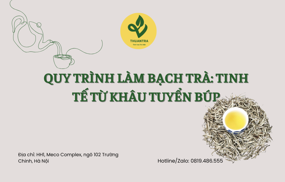 Quy Trình Làm Bạch Trà: Tinh Tế Từ Khâu Tuyển Búp