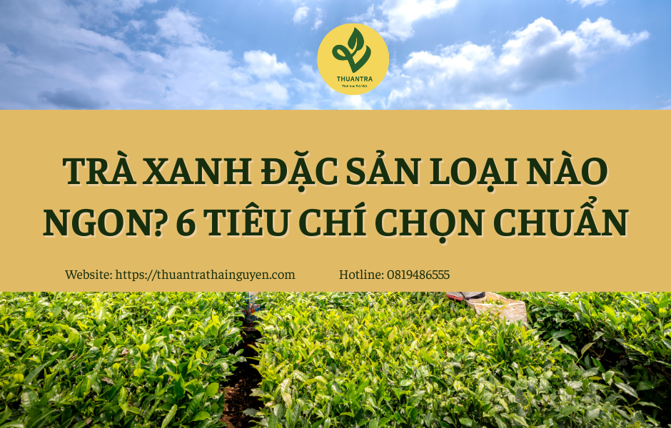 Trà Xanh Đặc Sản loại nào ngon? 6 tiêu chí chọn chuẩn
