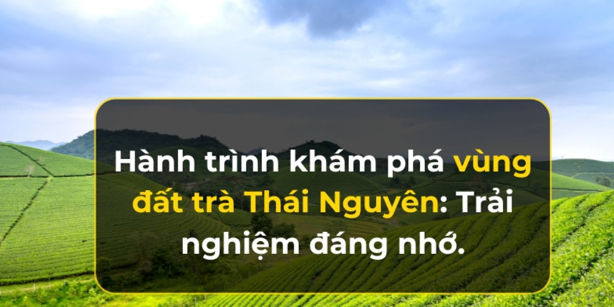 Hành trình khám phá vùng đất trà Thái Nguyên: Trải nghiệm đáng nhớ.