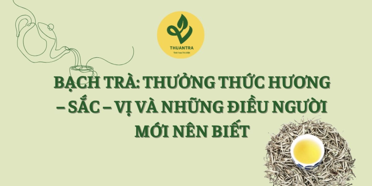 Bạch Trà: Thưởng Thức Hương – Sắc – Vị Và Những Điều Người Mới Nên Biết