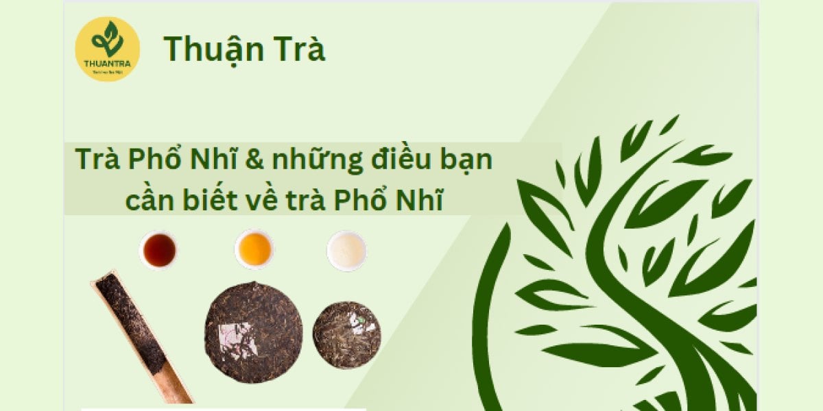 Trà Phổ Nhĩ là gì? Phổ nhĩ sống và chín, Việt Nam có phổ nhĩ không, khác trà cổ thụ Việt ở đâu, cách pha và bảo quản