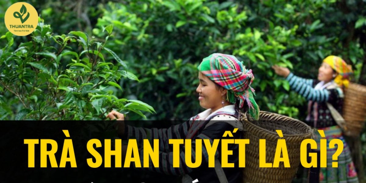 Trà Shan tuyết là gì? Tìm hiểu quy trình sản xuất và công dụng trà Shan tuyết