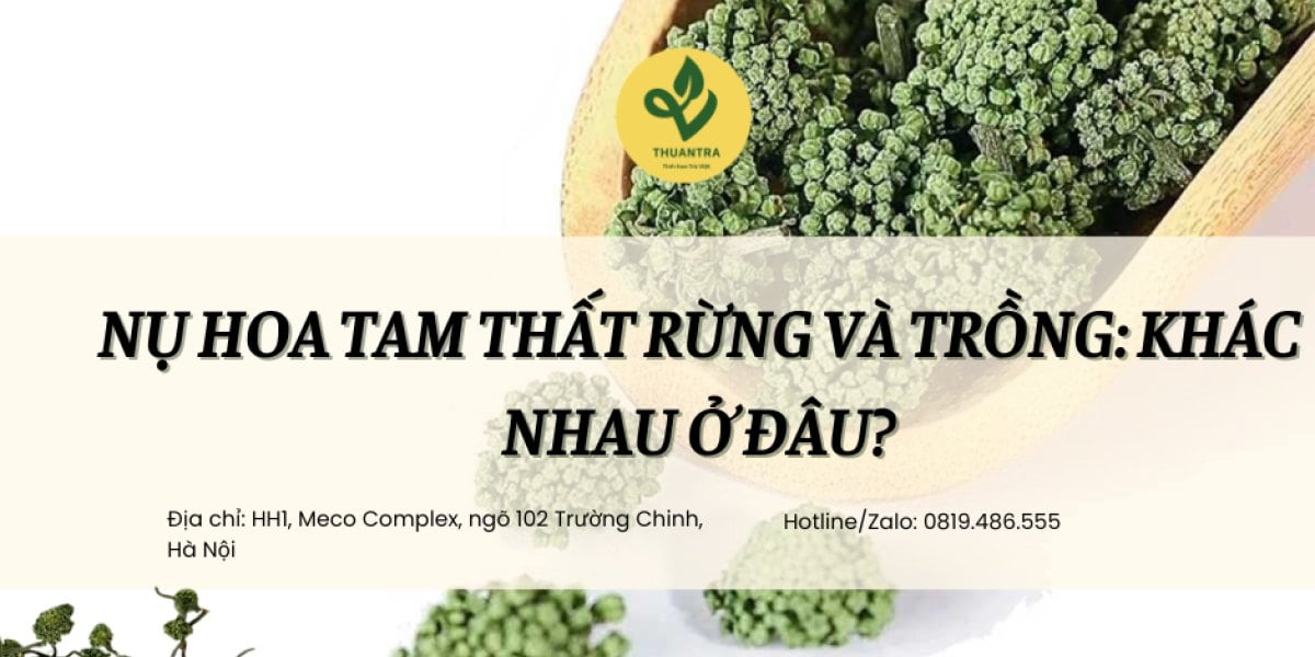 Nụ hoa tam thất rừng và trồng: Khác nhau ở đâu?