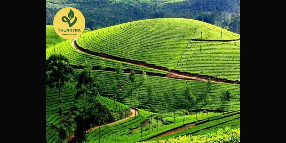 Du Lịch Thái Nguyên: Trải Nghiệm Thế Giới Những Lá Trà