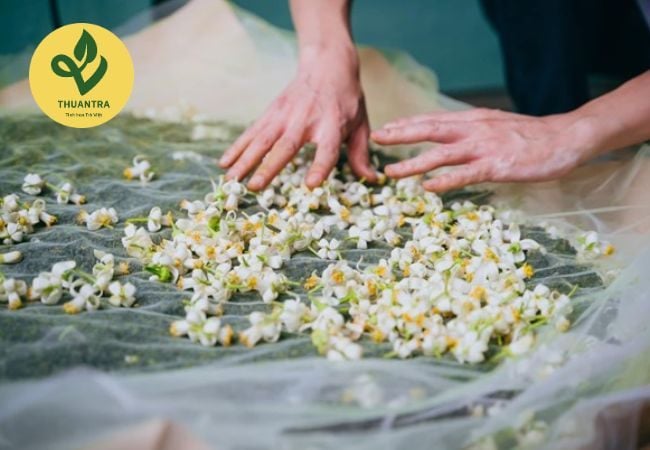 Mua Trà Bưởi Ở Đâu Chất Lượng Cho Tiệc Trung Thu 2026?