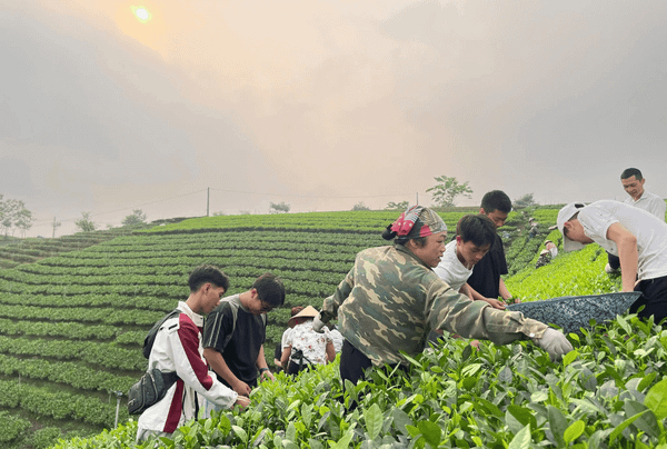 Bà con hái chè vào sáng sớm