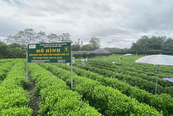 Ảnh đồi chè Thuận Trà