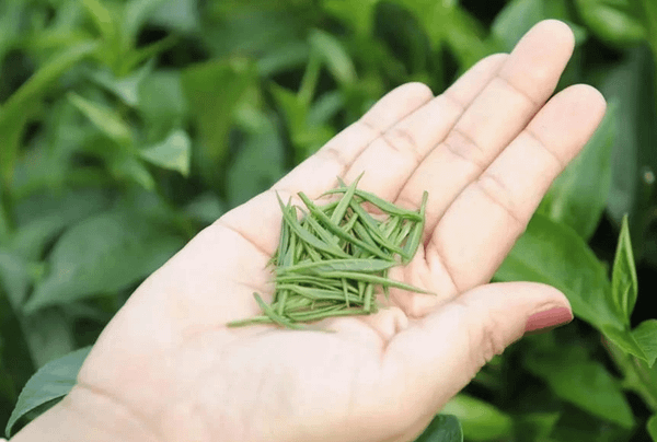 Cánh trà đinh - Thuận Trà