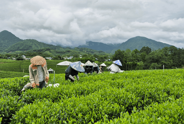 Bà con HTX hái chè sáng sớm