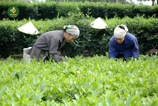 [Hình ảnh: Quy chuẩn thu hái chè tươi 1 tôm 1 nõn]