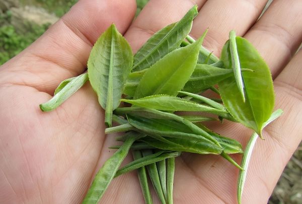 [Hình ảnh: búp trà 1 tôm 1 nõn vừa được thu hái]