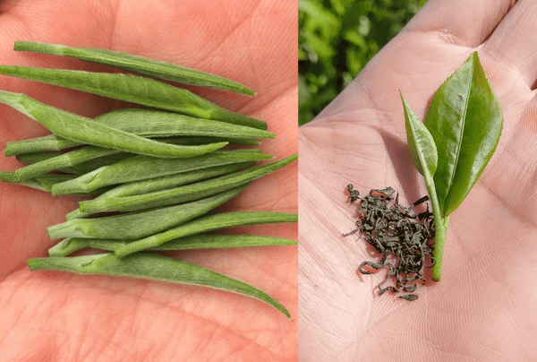 Sự khác biệt giữa búp chè đinh và búp chè nõn
