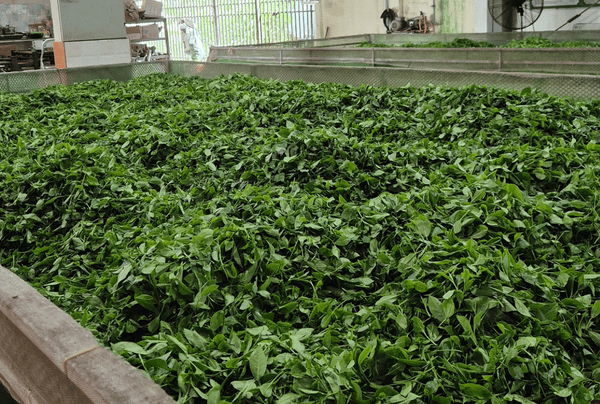 Trà Thái Nguyên Chuẩn Vị