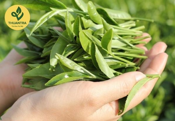 Trà Móc Câu Đặc Biệt