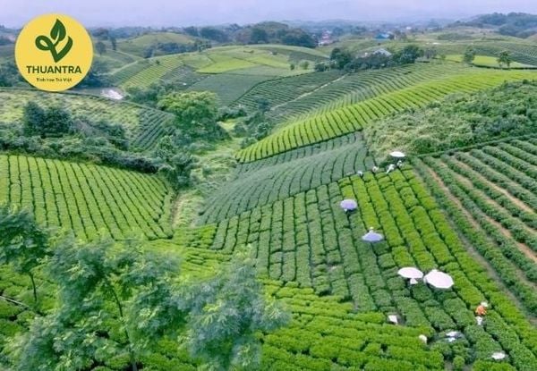 Trà Bắc Thái Nguyên