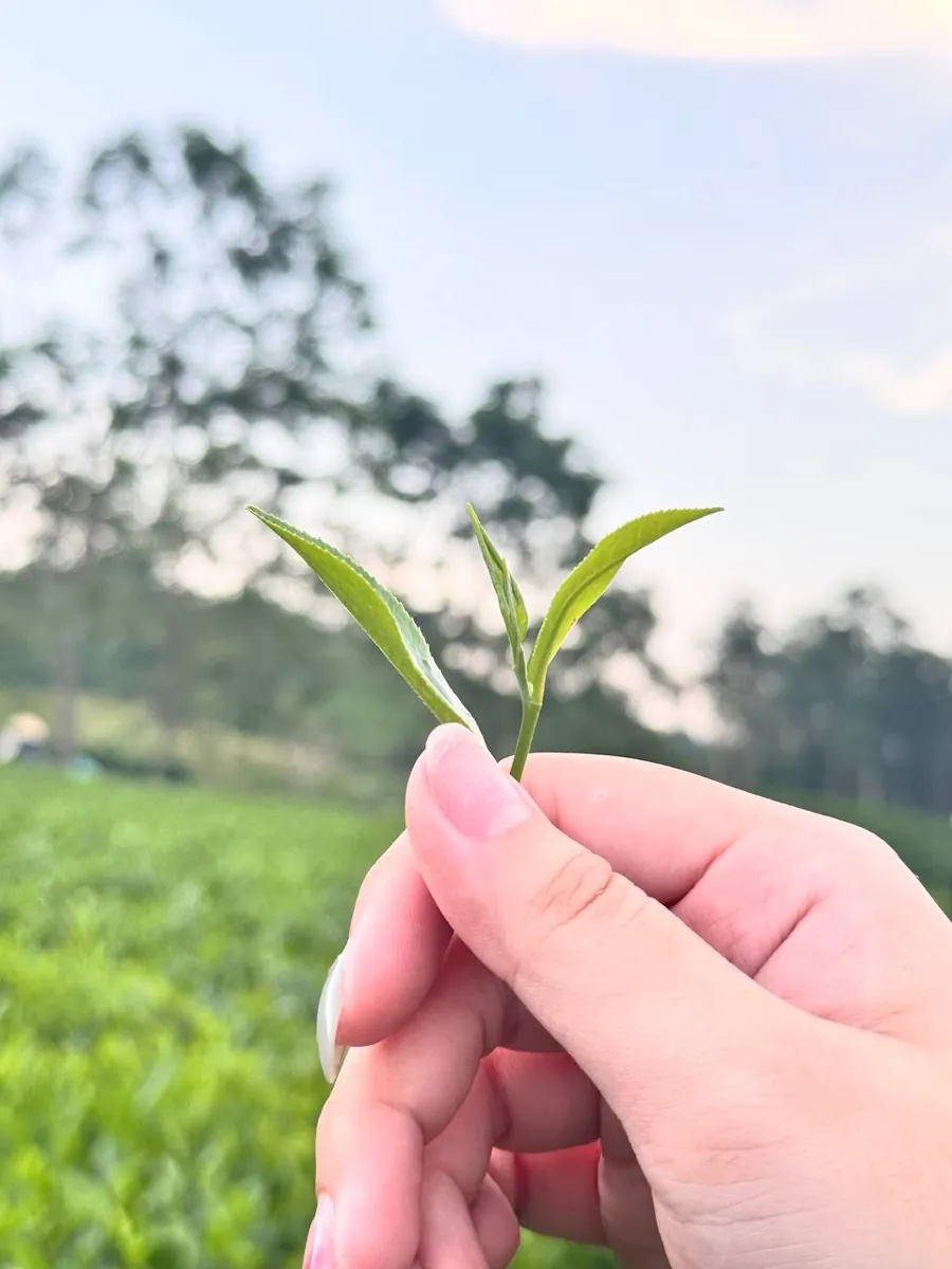 Búp chè tươi - nguyên liệu gốc của bột matcha và trà xanh lá