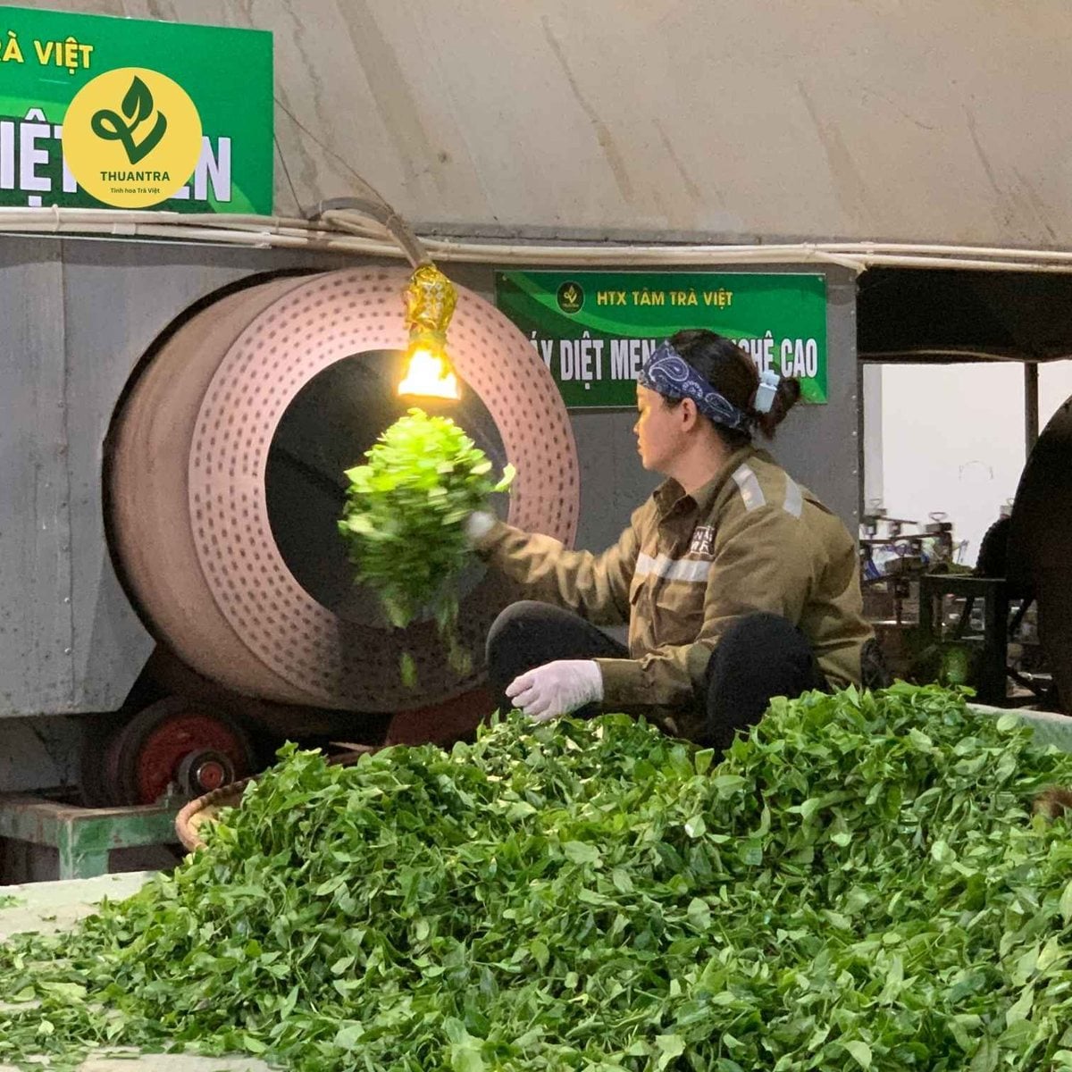 Cánh trà móc câu cong lại như cái móc câu