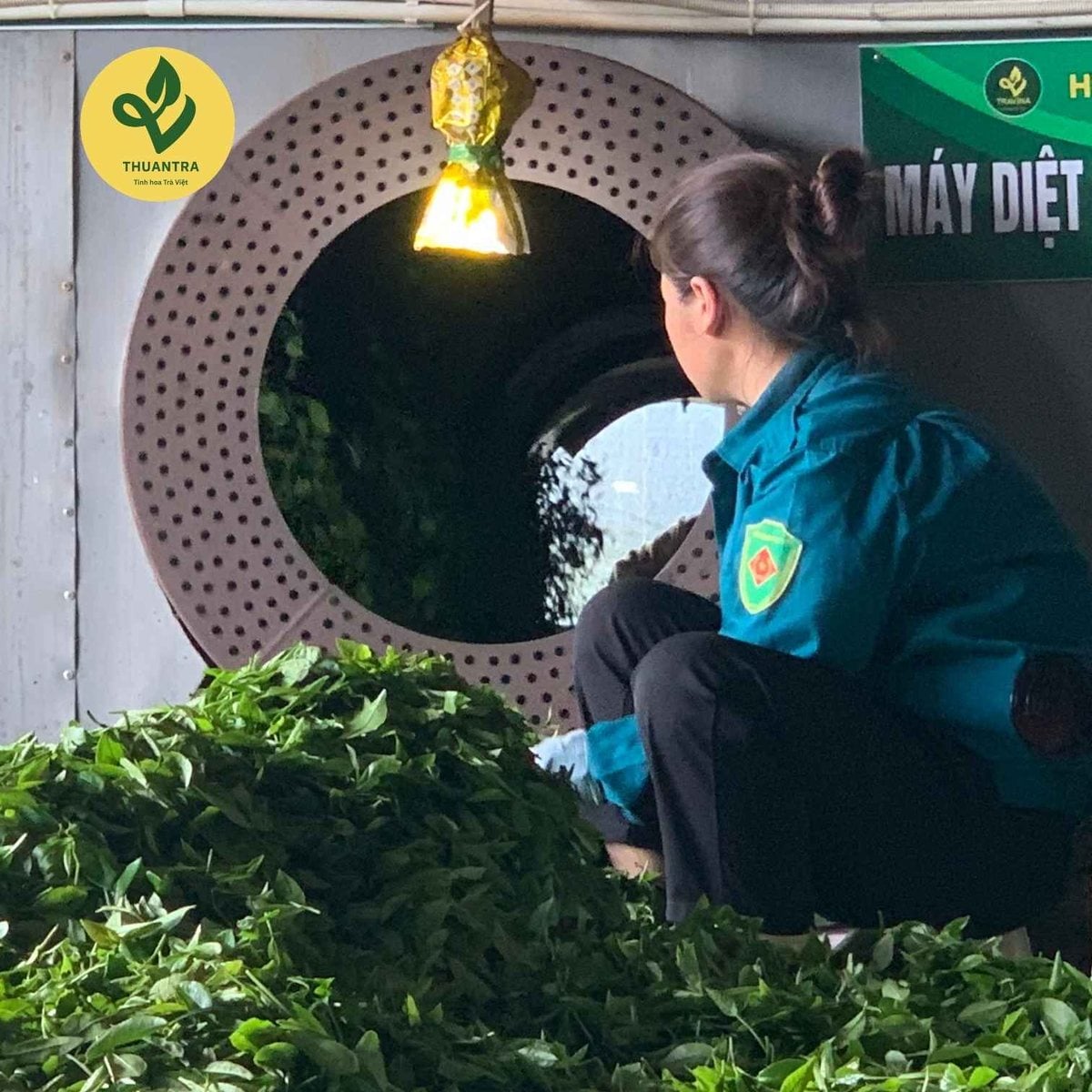 Cánh trà nõn hảo hạng xoăn đều, phủ lớp lông tơ bạc