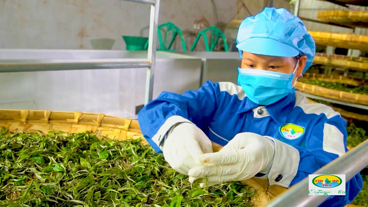 Chế biến chè Shan tuyết tại HTX Phìn Hồ – quy trình làm Trà Xanh Shan Tuyết Đậm Vị