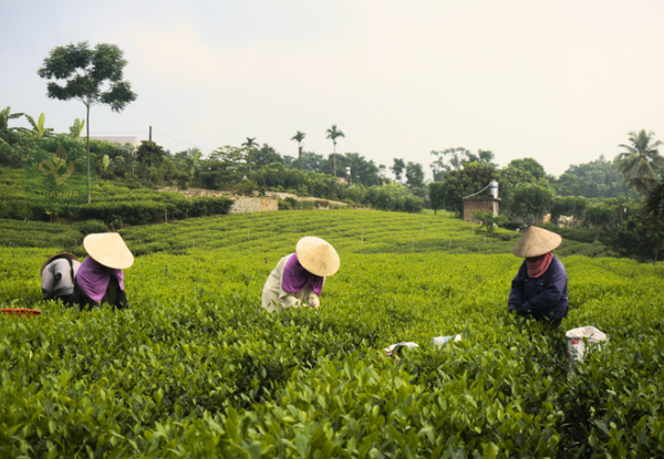 HỘP TRÀ TÂN CƯƠNG ĐẶC SẢN