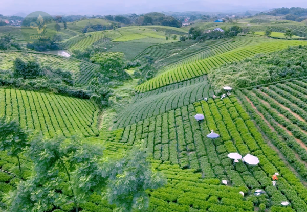 Hộp Trà Nõn Tôm Cánh Hạc