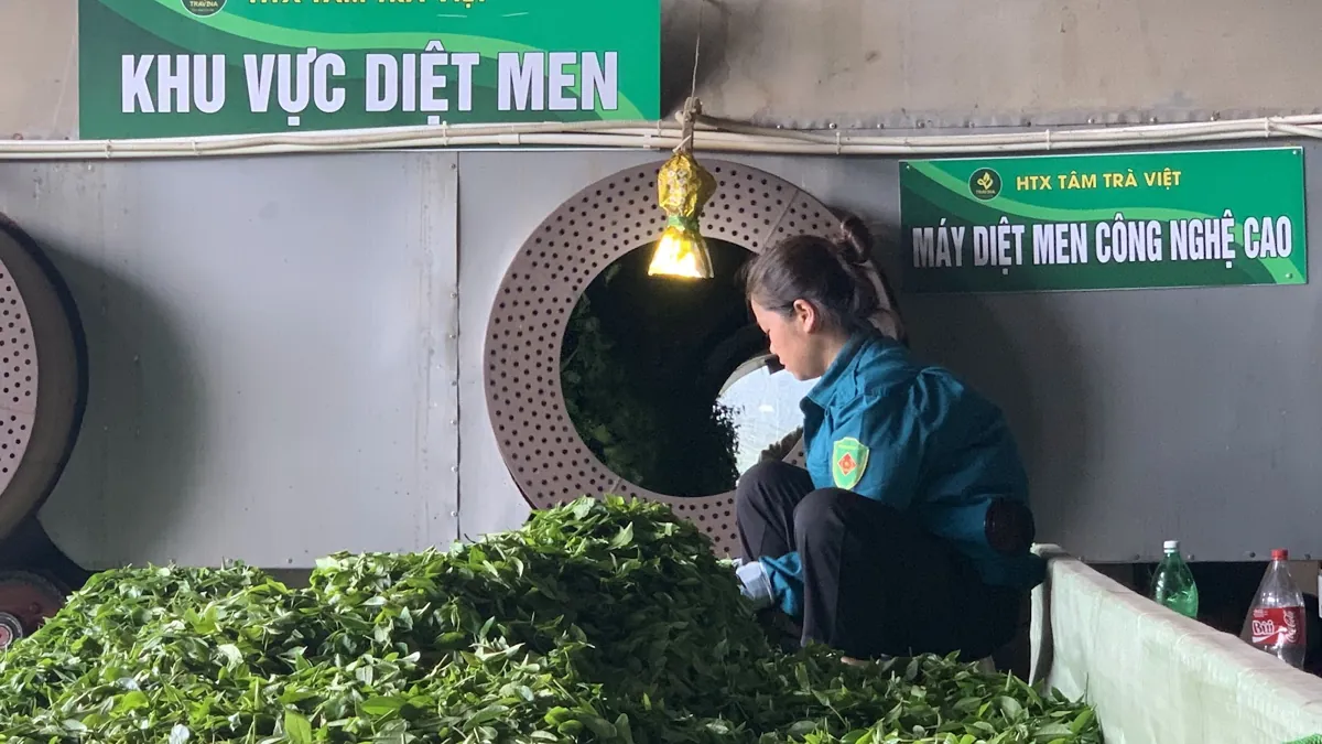 Công đoạn diệt men - điểm khác biệt của lục trà so với hồng trà