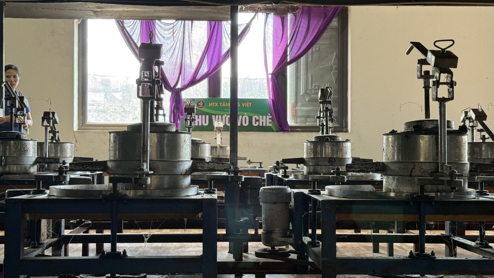 Khu vực vò chè bằng máy vò chuyên dụng trong xưởng chế biến trà