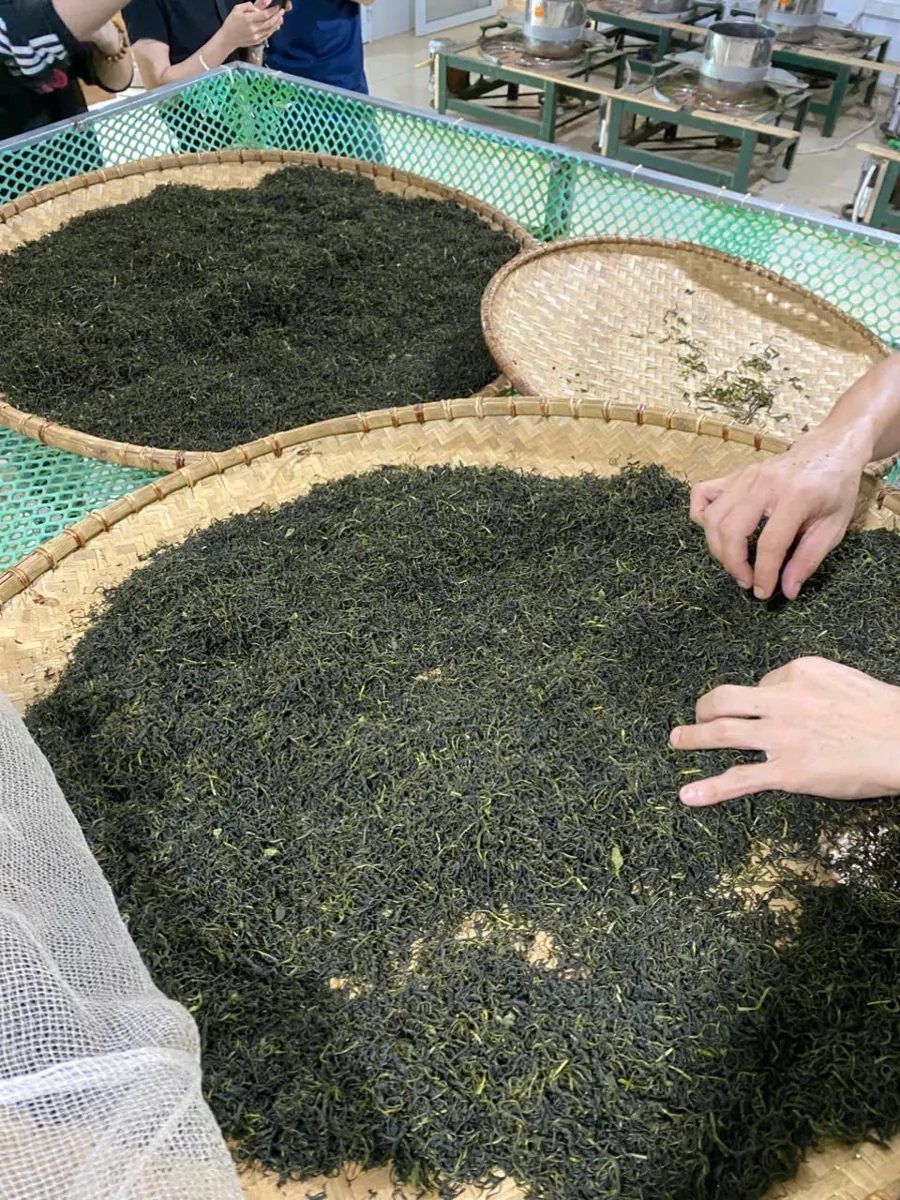 Kiểm tra cánh trà khô bằng tay để loại chè tẩm hoá chất
