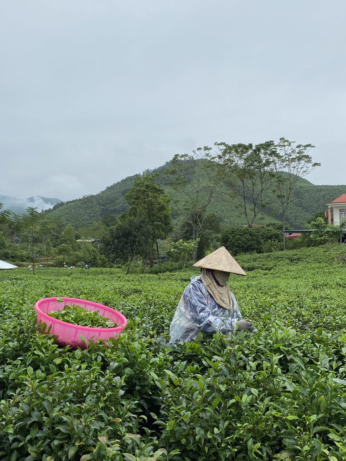 Người hái chè trên đồi La Bằng, Đại Từ, Thái Nguyên