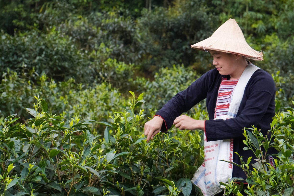 Người làm chè Phìn Hồ bên cây chè Shan tuyết – vùng nguyên liệu làm Lục Trà Shan Ướp Hoa Nhài