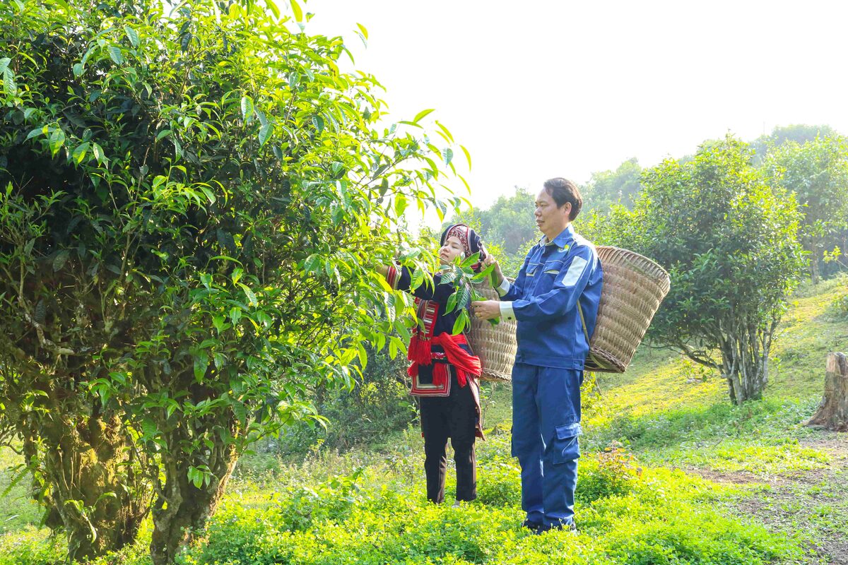 Phụ nữ Dao hái búp chè Shan tuyết – vùng nguyên liệu làm Bạch Trà Dệt Hương Nhài
