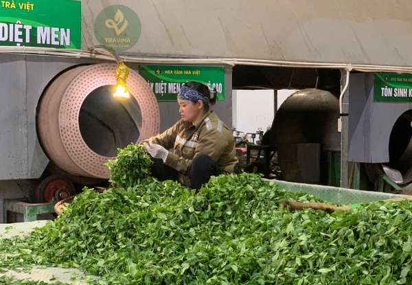 HỘP TRÀ TÂN CƯƠNG ĐẶC SẢN