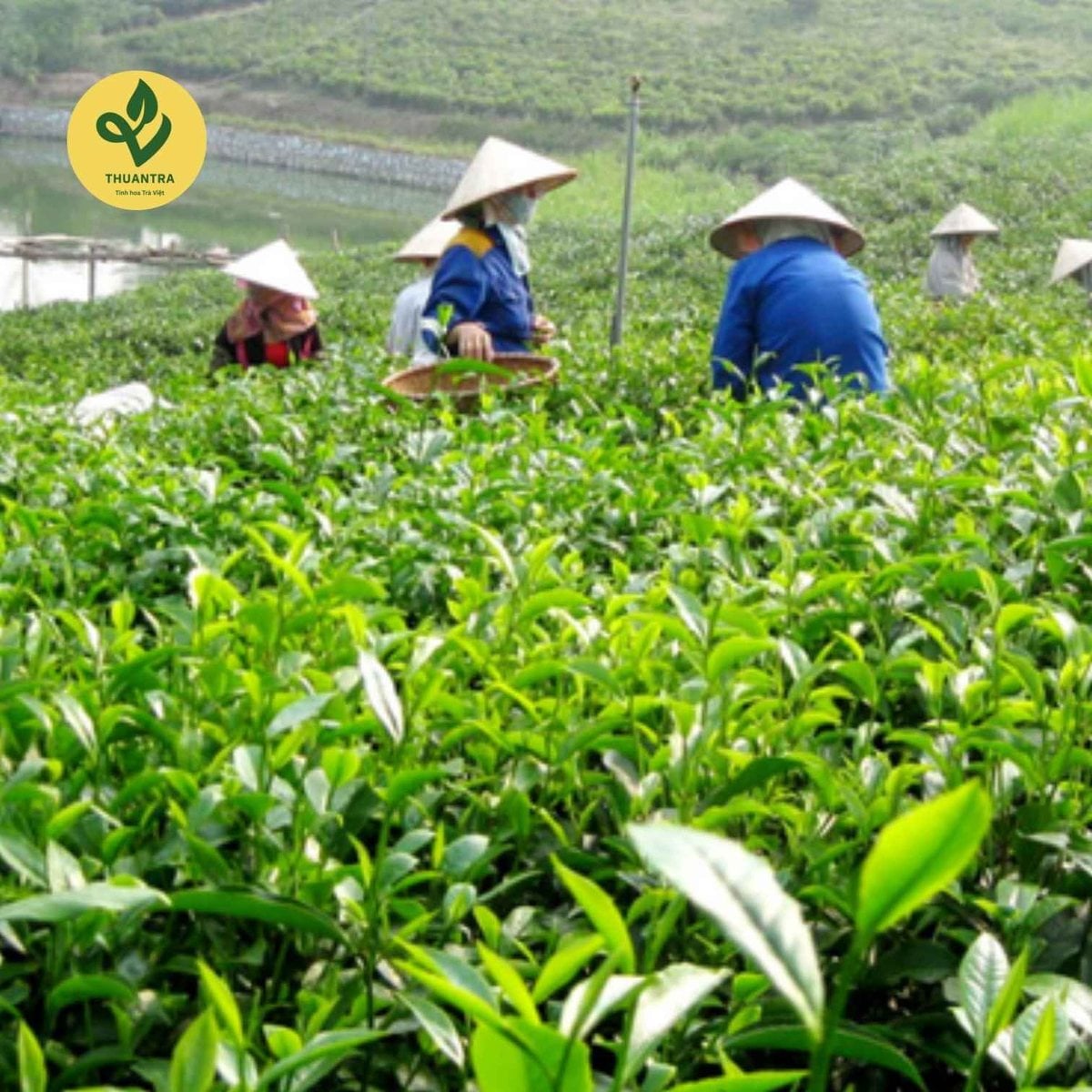 Nước trà sạch màu xanh vàng trong - khác hẳn chè tẩm hoá chất