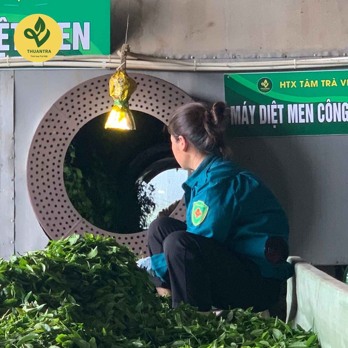 Lục trà Thái Nguyên - cánh trà xanh đen sau khi sao khô