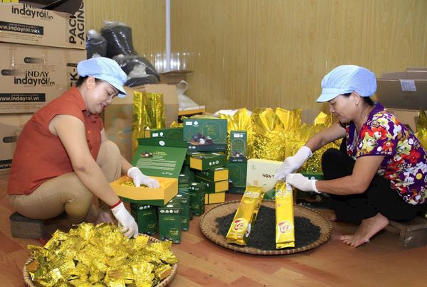 [Hình ảnh minh họa: Trà thành phẩm được đóng gói trà và hút chân không]