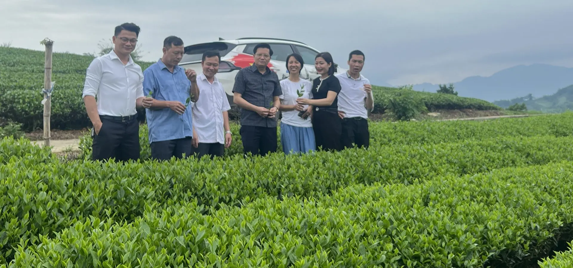Vò chè tươi thủ công