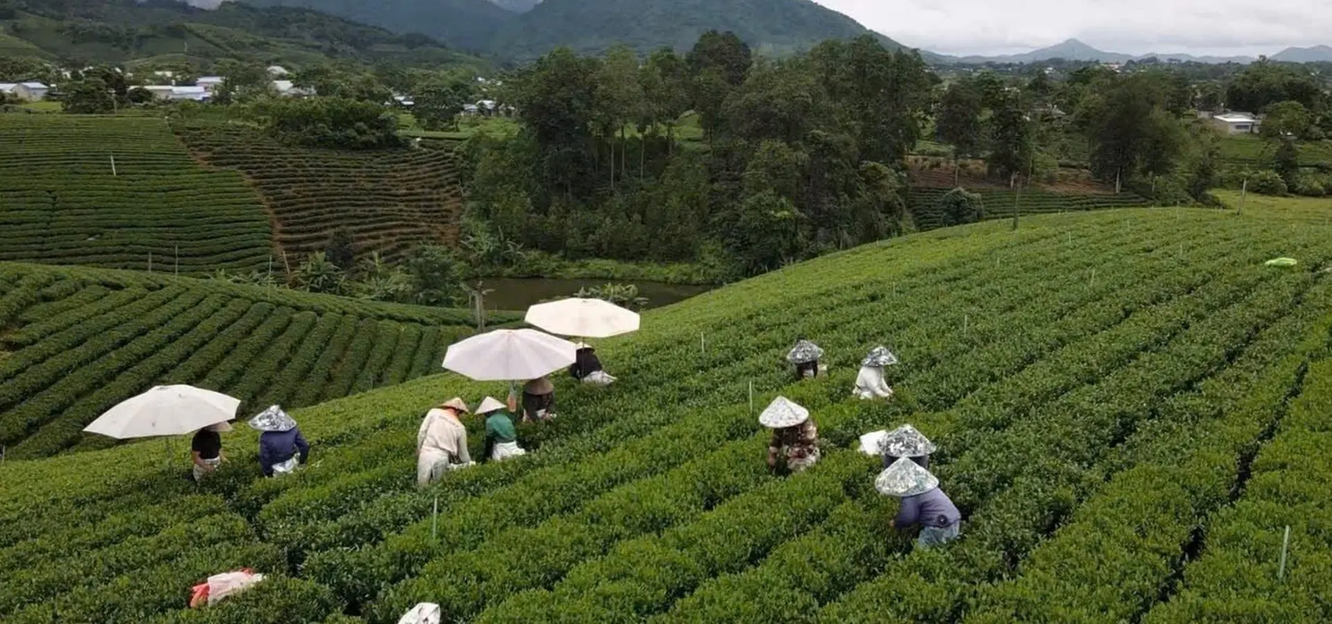 Đồi chè Thái Nguyên của HTX Tâm Trà Việt