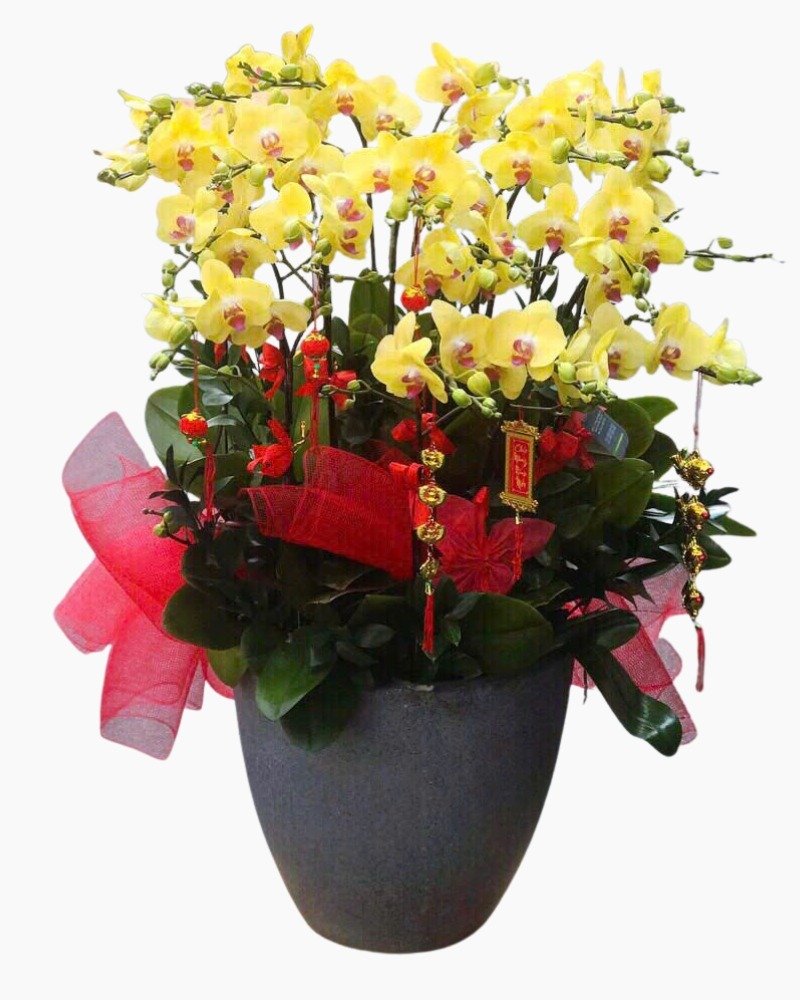 Lan hồ điệp màu vàng rất được ưa chuộng trong dịp lễ tết