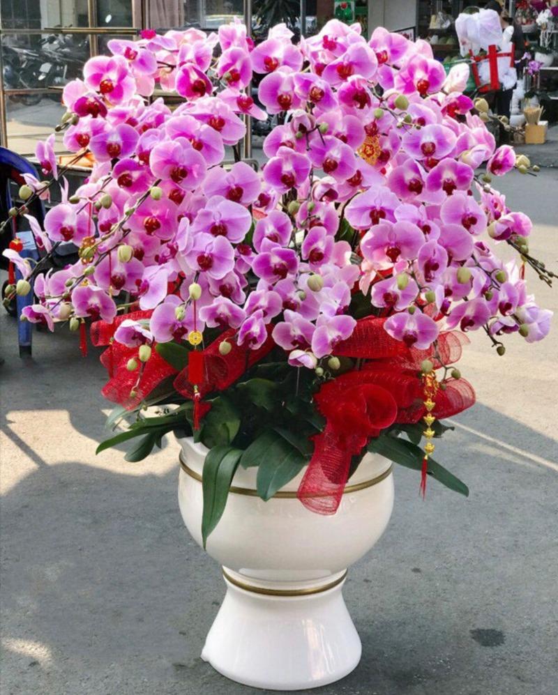 Lan hồ điệp màu hồng trao gửi thông điệp một cuộc sống nhiều niềm vui, hạnh phúc